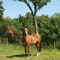 New Forest Kærgårdens Lukas