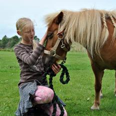 Shetlænder Flicka *Solgt