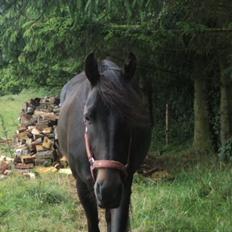 Anden særlig race Lundgaards Mulan SOLGT