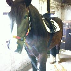 Anden særlig race Herkules