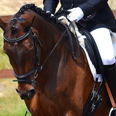 Dansk Varmblod Argos