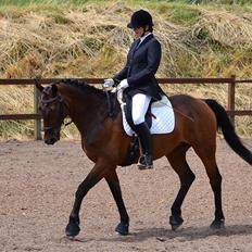 Dansk Varmblod Argos