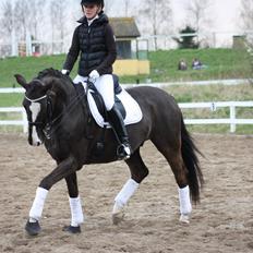 Dansk Varmblod Kastaniegårdens Charleston.