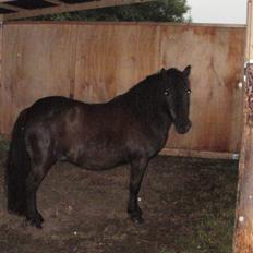 Shetlænder Snowball