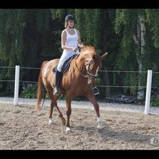 Dansk Varmblod Bolette :-)