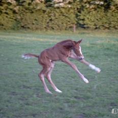 Dansk Varmblod Bolette :-)