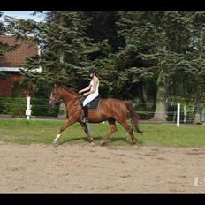 Dansk Varmblod Bolette :-)