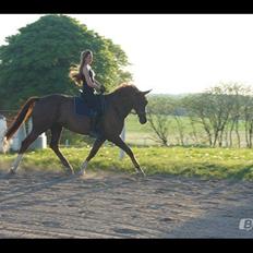 Dansk Varmblod Bellami