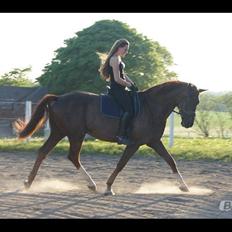 Dansk Varmblod Bellami