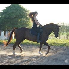 Dansk Varmblod Bellami