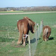 Islænder Litfara fra Belle