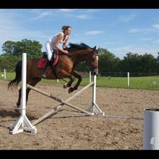 Dansk Varmblod Lé Monty