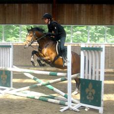 Welsh Partbred (Sec F) GROEZE'S JOSINA