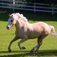 Welsh Pony af Cob-type (sec C) Rosengårdens Nakuma