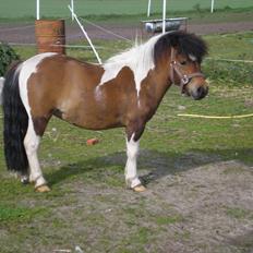 Shetlænder Søgård's Isabella