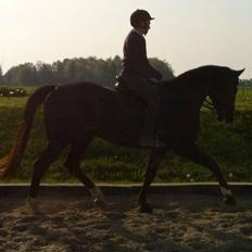 Dansk Varmblod Vallentina Bellisima