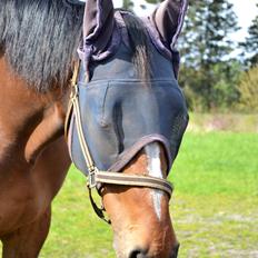 Dansk Varmblod Raphaella-W