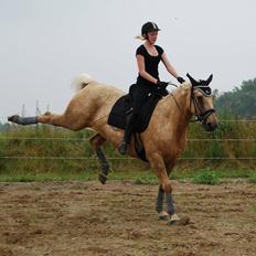 Palomino Axélls Bette Davis