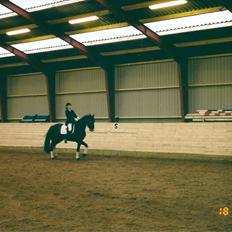 Dansk Varmblod Pandumbros Bizet