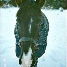 Dansk Varmblod Pandumbros Bizet