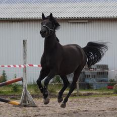 Dansk Varmblod Skovlunds Zarfir