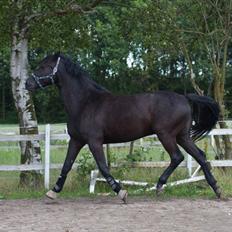 Dansk Varmblod Skovlunds Zarfir