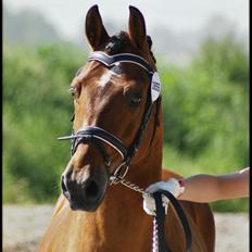 New Forest Horsemosens Navarone