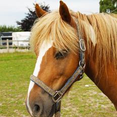 Anden særlig race Hidalgo
