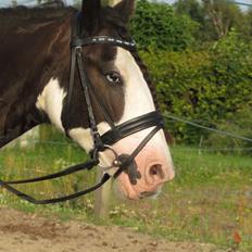 Tinker Shakila´s Shadow