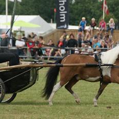 Amerikansk Miniature Samis Two Timer Regalaire