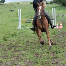 New Forest Flicka! <3