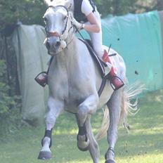 Holstener Uganda (Baby)