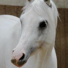 Arabisk fuldblod (OX) Fa Kenzo