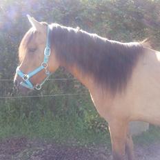 Anden særlig race Abby