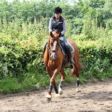 Dansk Varmblod Red Passion