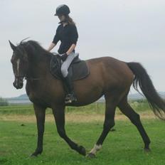 Dansk Varmblod Jacqueline Løwenskjold