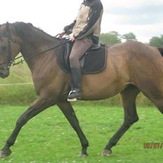 Dansk Varmblod Jacqueline Løwenskjold