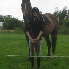 Dansk Varmblod Jacqueline Løwenskjold