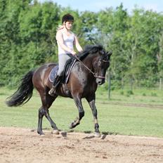 New Forest Vognmandsgården Alkatraz
