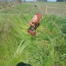 Anden særlig race Lille My