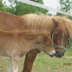 Anden særlig race Lille My