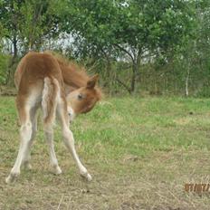 Anden særlig race Lille My