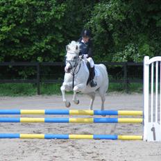 Welsh Cob (sec D) lana sds 35 R.I.P