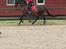 Trakehner Malaysia - Stadig lidt svært at være afslappet i gallop