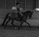 Tysk Sportspony Reality We A-PONY