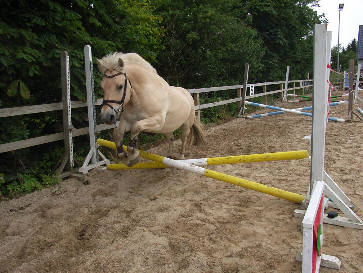 Fjordhest Vængets Fjalar #Klubmester 2013# - løsspringer for første gang  billede 29
