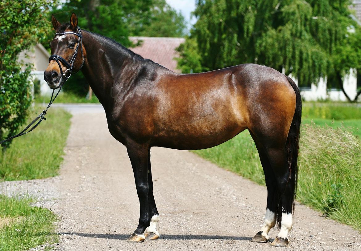 Anden særlig race After Eight´s Chanel / Mutte - 12. Juni 2012 - Fotograf: PhotoByRosenlund/ Camilla Rosenlund
 billede 16