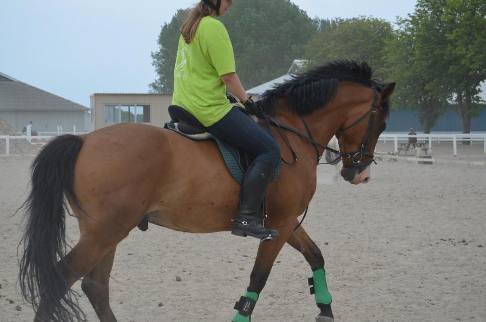 Anden særlig race Rex billede 15