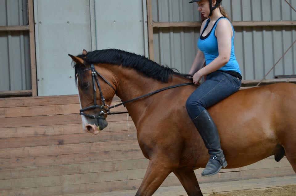 Anden særlig race Rex billede 16