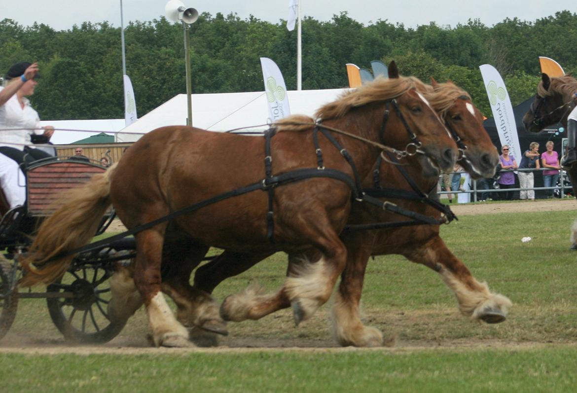 Jyde Frigg billede 18